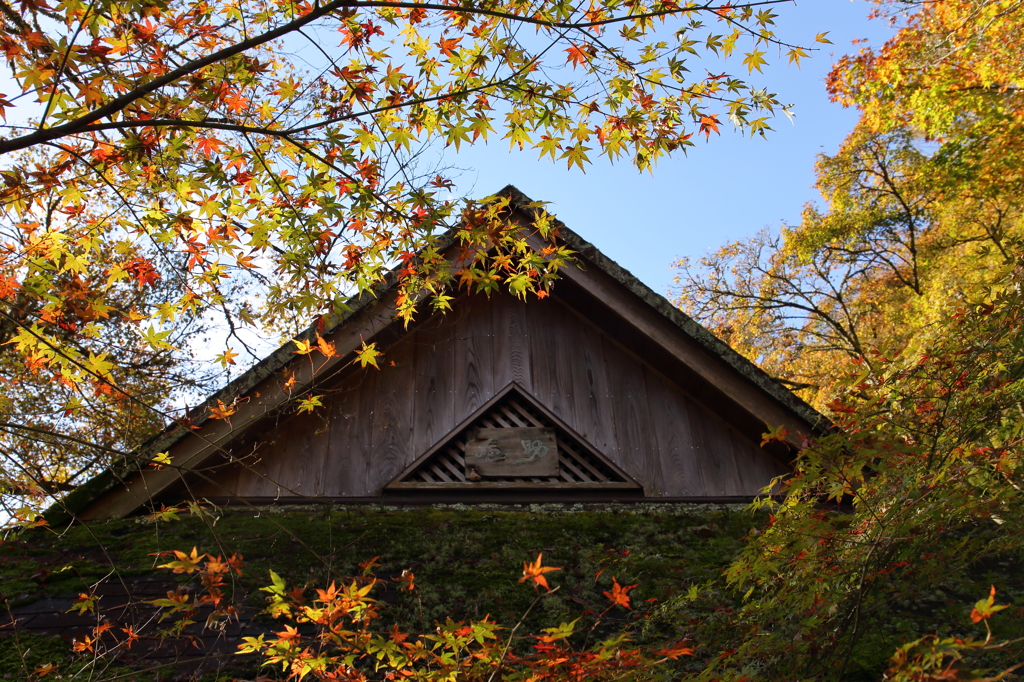 香嵐渓の紅葉