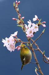 見つめられて