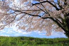 春らしさ