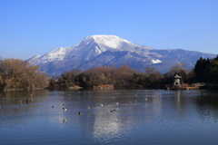 三島池を低空飛行