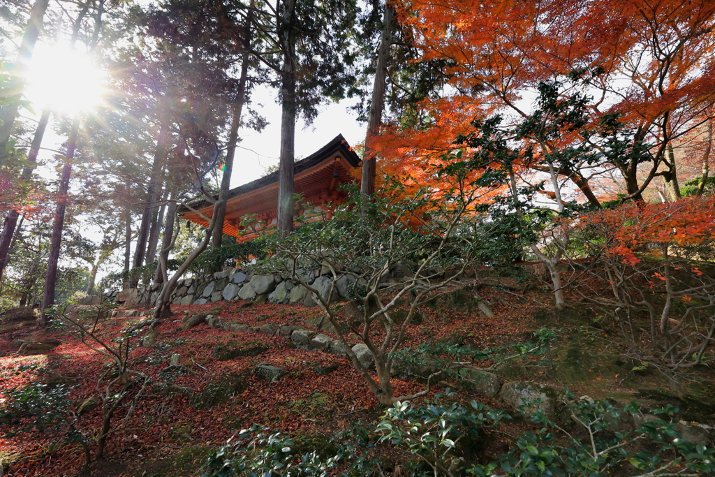 紅葉カーペット