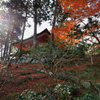紅葉カーペット
