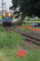 鉄道沿線彼岸花