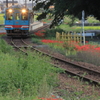 鉄道沿線彼岸花