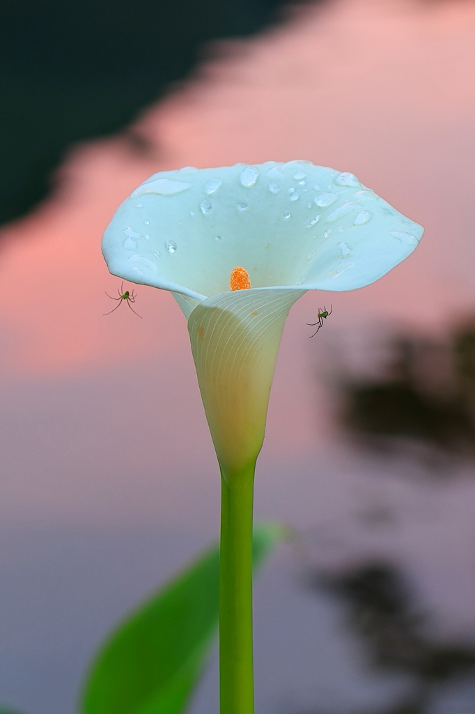 蜘蛛のイアリング