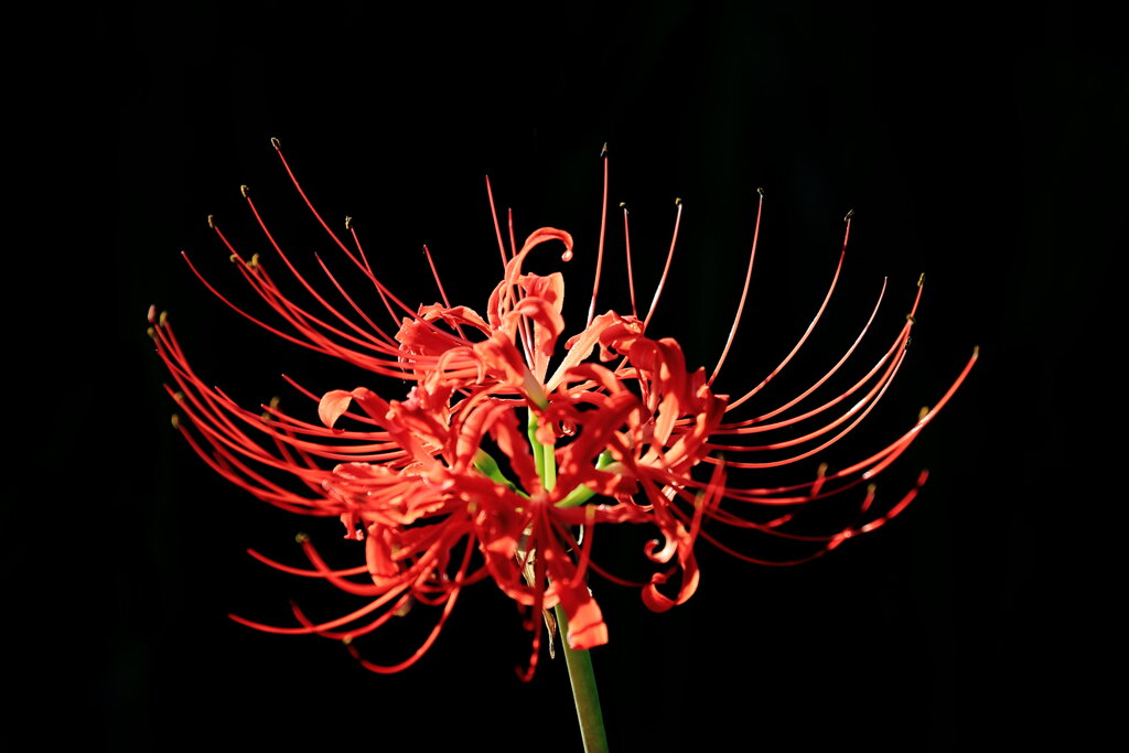 彼岸花