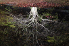映り込み
