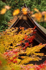 紅葉＜金剛輪寺＞