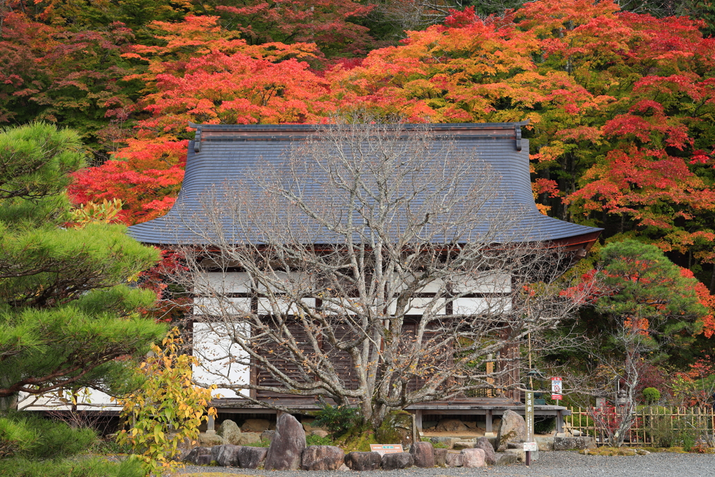 百済寺紅葉