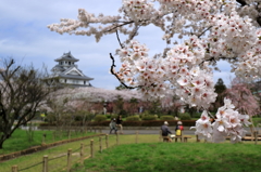 桜見物＜長浜城歴史博物館付近＞