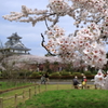 桜見物＜長浜城歴史博物館付近＞