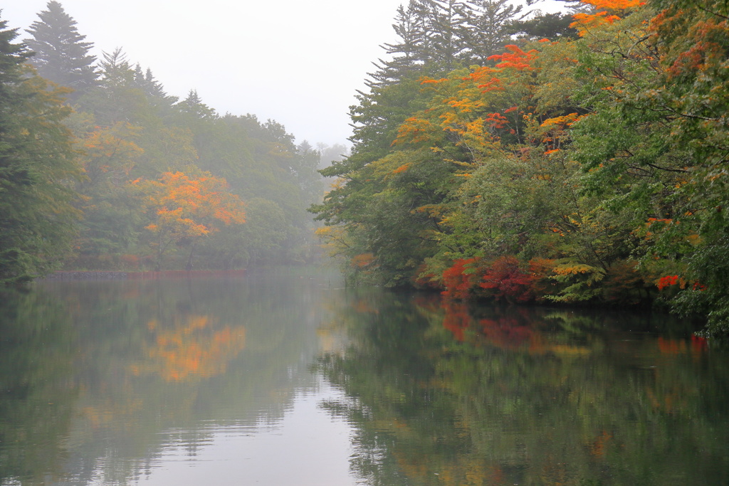 朝もや紅葉