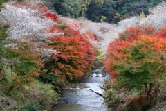 小原四季桜