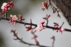 開花に向かう