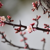 開花に向かう