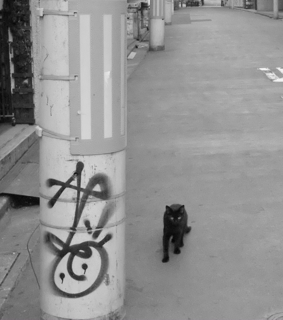 黒猫