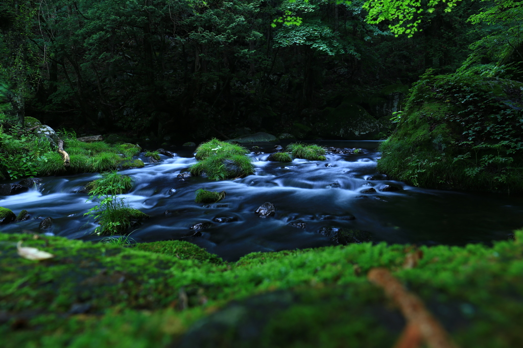 涼しげな川