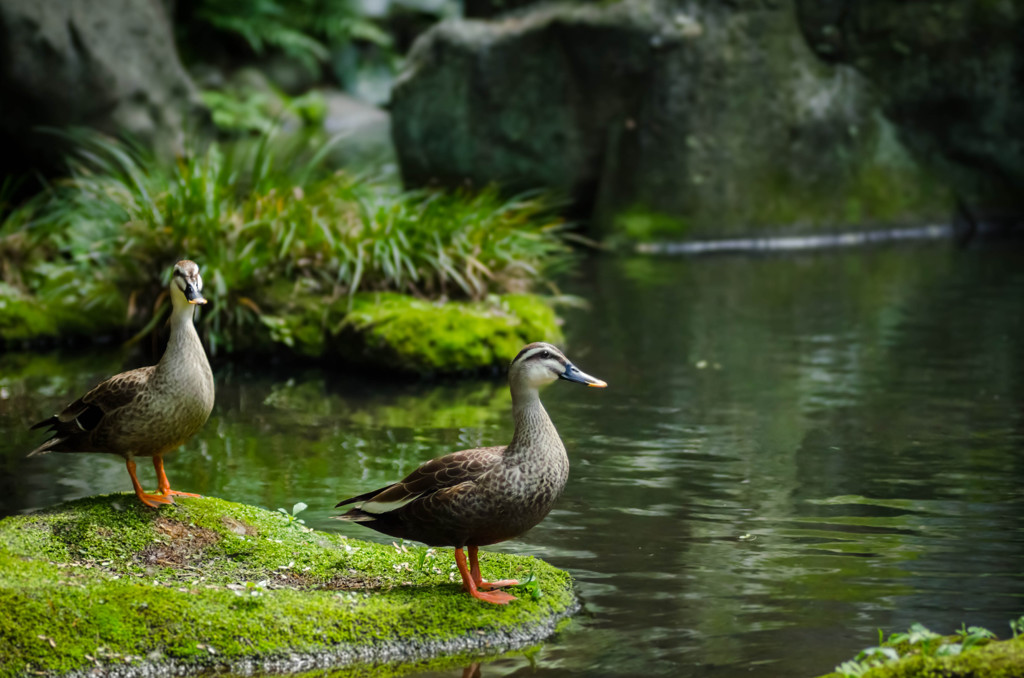 庭園のカルガモ