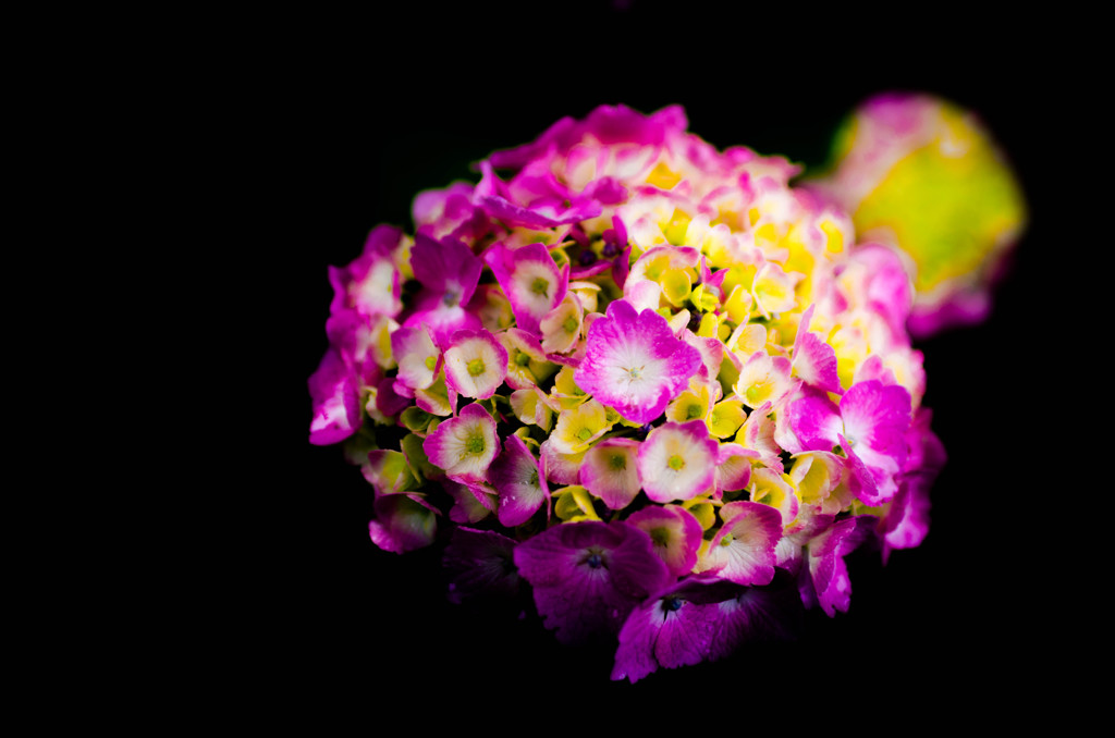 紫陽花