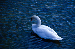 物憂げな白鳥