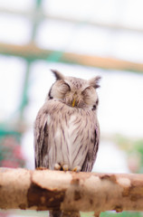 アフリカオオコノハズク