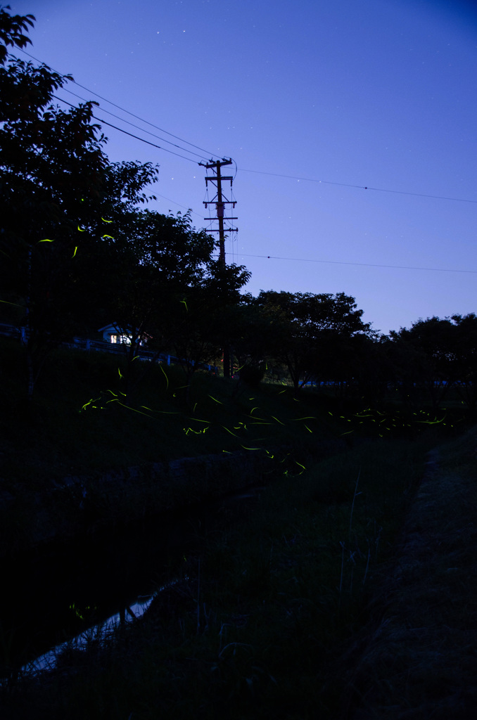 初めての蛍撮影