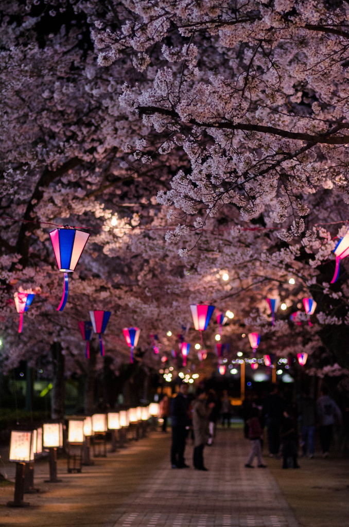 夜の桜祭