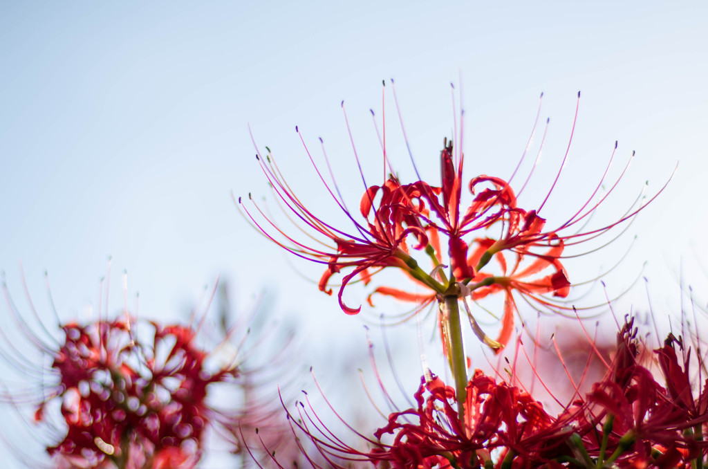 初秋の曼珠沙華