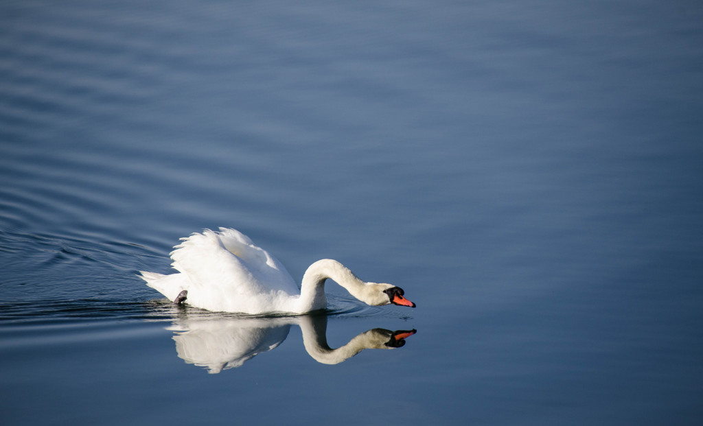 山中湖早朝の巡回