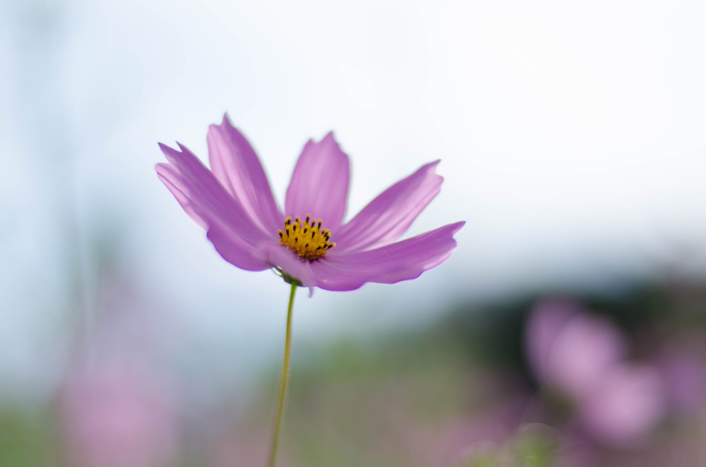 秋の花の主役