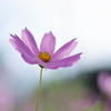 秋の花の主役