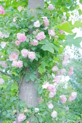 薔薇の木
