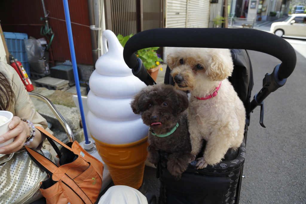 アイス。発見