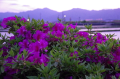 夕焼けとツツジ