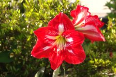 庭に咲いていた花３