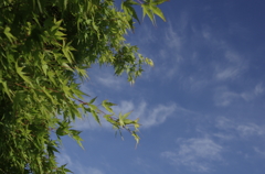 紅葉と空