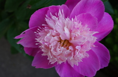 庭に咲いていた花２