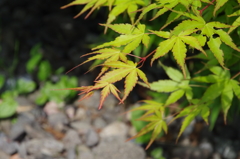 庭の紅葉（春