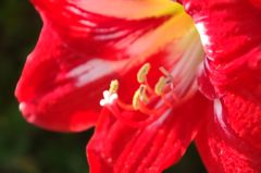 庭に咲いていた花４