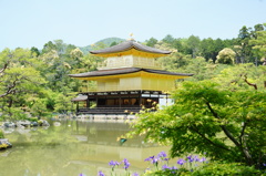 新緑の鹿苑寺