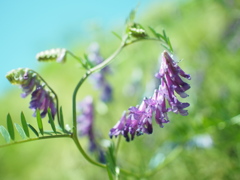 この花なんて花？