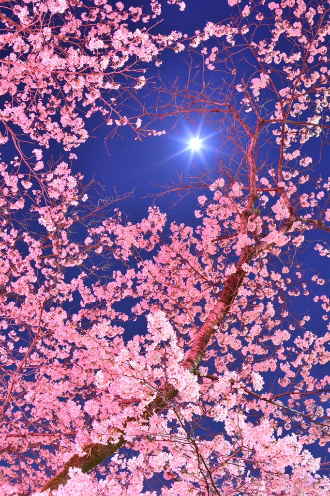 月見桜