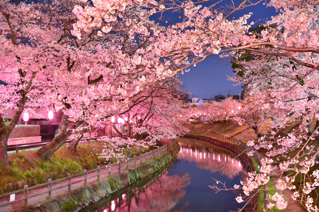 夜桜