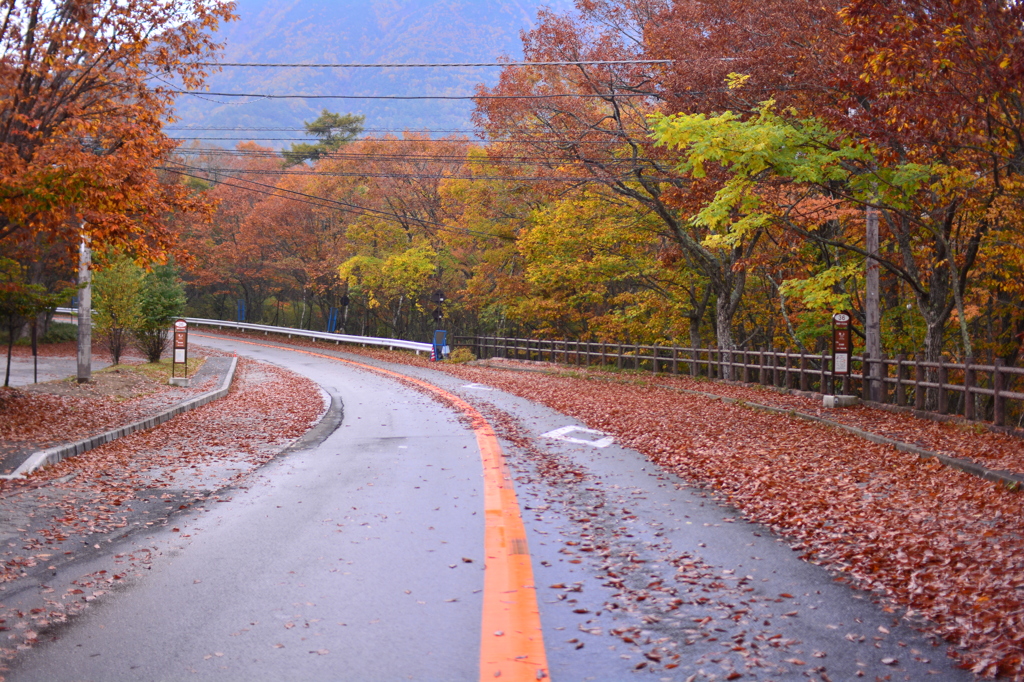 落ち葉道