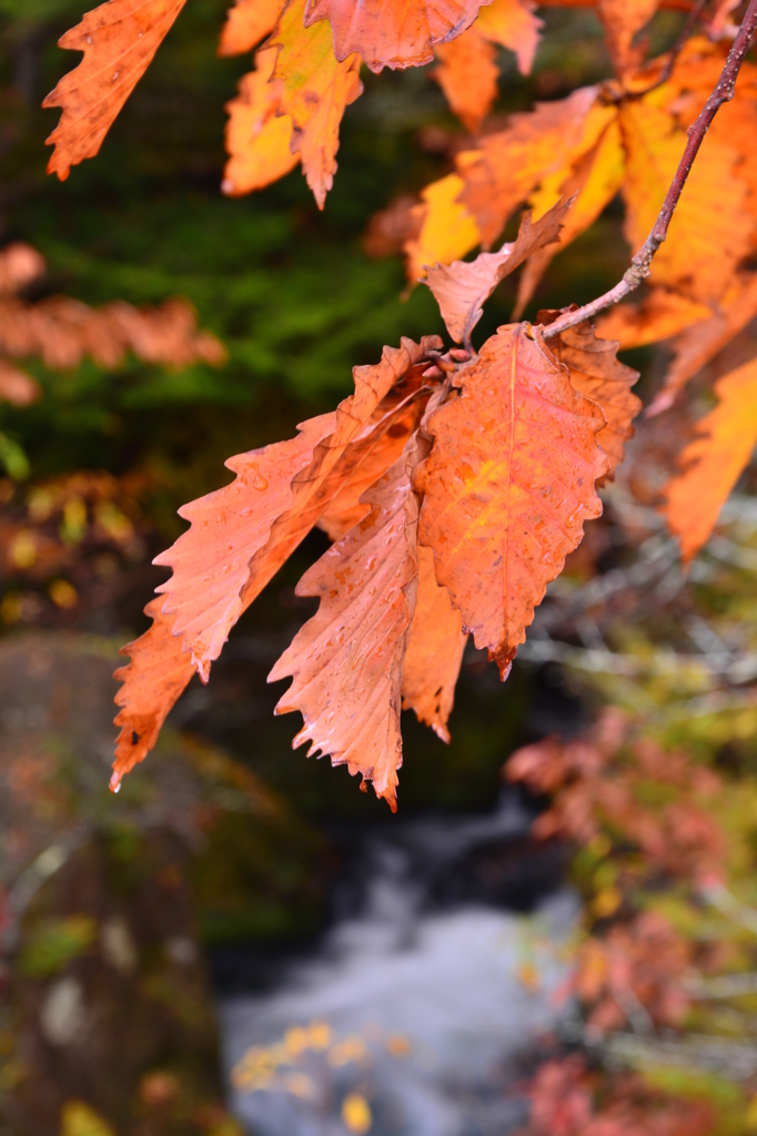 紅葉