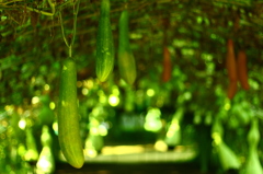 長居植物園　緑のトンネル