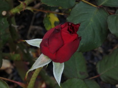 薔薇の蕾