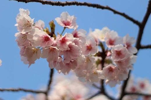 長居植物園桜