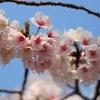 長居植物園桜