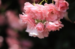 Pink Blossom 3